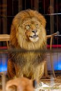 Circus Krone 2025 Premiere von „ICH.DU.WIR.KRONE" -  Show