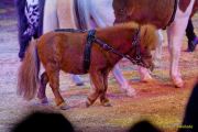 Circus Krone 2025 Premiere von „ICH.DU.WIR.KRONE" -  Show