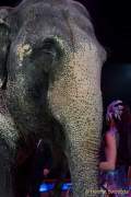 d160301-20264830-100-cirkus_krone-3-winterprogramm