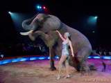 d160301-20323310-100-cirkus_krone-3-winterprogramm