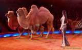 d160301-21001480-100-cirkus_krone-3-winterprogramm