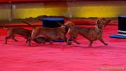 d160301-22375090-100-cirkus_krone-3-winterprogramm