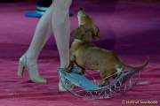 d160301-22403810-100-cirkus_krone-3-winterprogramm