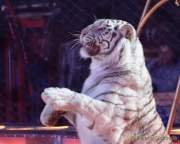 d190404-230153-880-100-circus_krone-mandana-premiere