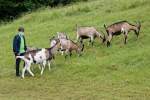 d200629-114020-100-100-krone_farm-presse_rundgang d200629-114020-100-100-krone_farm-presse_rundgang