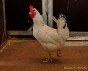 d200629-115447-400-100-krone_farm-presse_rundgang