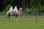 d200629-120409-700-100-krone_farm-presse_rundgang d200629-120409-700-100-krone_farm-presse_rundgang