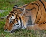 d200629-122020-300-100-krone_farm-presse_rundgang