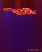 d200212-213351-990-100-cirque_du_soleil-totem