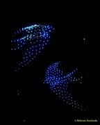 DroneArt Show 2026 auf der Galopprennbahn München Riem