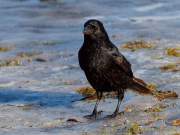 Fotto Spaziergang im Englischen Garten
