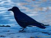 Fotto Spaziergang im Englischen Garten