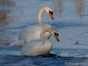 Fotto Spaziergang im Englischen Garten