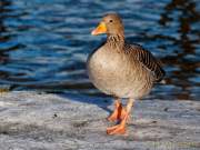 Fotto Spaziergang im Englischen Garten