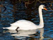 Fotto Spaziergang im Englischen Garten