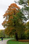 D151021-15070900-100-Englischer_Garten