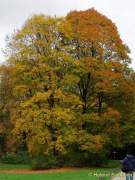 D151021-15094300-100-Englischer_Garten