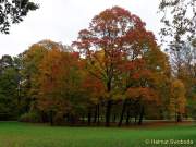 D151021-15165100-100-Englischer_Garten