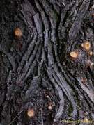 D151021-15423800-100-Englischer_Garten