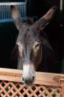 d180916-132350-680-100-equilaland-eroeffnung