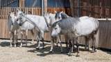 d180916-133429-150-100-equilaland-eroeffnung