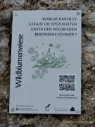 Neuer Wildbienenlehrpfad im Englischen Garten