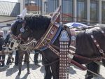 fruehlingsfest-eroeffnung-230421-131006.010