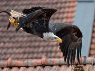 D140518-13522070-100-Greifvogelschau-FFB