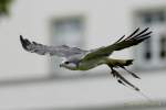 d170513-113801-400-100-naturfototage-ffb-greifvogelschau