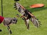 d190825-114706-590-100-naturfototage-ffb-greifvogelschau