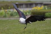 25. Internationale Fürstenfelder Naturfototage - Greifvogelschauen