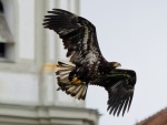 26. Internationale Fürstenfelder Naturfototage - Greifvogelschauen