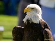28. Internationale Fürstenfelder Naturfototage 2026  - Greifvogelschauen