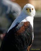 28. Internationale Fürstenfelder Naturfototage 2026  - Greifvogelschauen