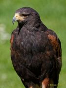 28. Internationale Fürstenfelder Naturfototage 2026  - Greifvogelschauen