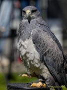 28. Internationale Fürstenfelder Naturfototage 2026  - Greifvogelschauen