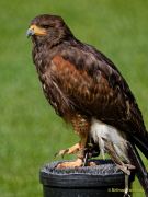 28. Internationale Fürstenfelder Naturfototage 2026  - Greifvogelschauen