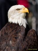 28. Internationale Fürstenfelder Naturfototage 2026  - Greifvogelschauen