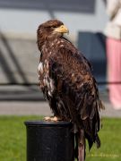 28. Internationale Fürstenfelder Naturfototage 2026  - Greifvogelschauen