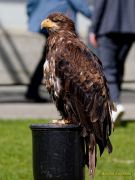 28. Internationale Fürstenfelder Naturfototage 2026  - Greifvogelschauen