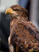 28. Internationale Fürstenfelder Naturfototage 2026  - Greifvogelschauen