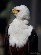 28. Internationale Fürstenfelder Naturfototage 2026  - Greifvogelschauen