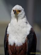 28. Internationale Fürstenfelder Naturfototage 2026  - Greifvogelschauen