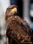 28. Internationale Fürstenfelder Naturfototage 2026  - Greifvogelschauen