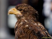 28. Internationale Fürstenfelder Naturfototage 2026  - Greifvogelschauen