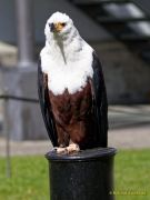 28. Internationale Fürstenfelder Naturfototage 2026  - Greifvogelschauen