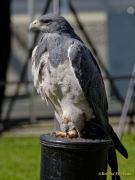 28. Internationale Fürstenfelder Naturfototage 2026  - Greifvogelschauen