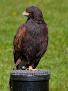 28. Internationale Fürstenfelder Naturfototage 2026  - Greifvogelschauen