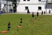 28. Internationale Fürstenfelder Naturfototage 2026  - Greifvogelschauen