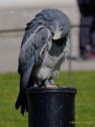 28. Internationale Fürstenfelder Naturfototage 2026  - Greifvogelschauen